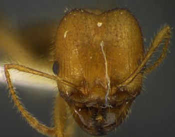 Media type: image;   Entomology 34231 Aspect: head frontal view